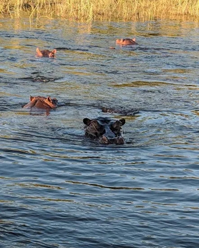 Africa - Hippos in the water on the river tour