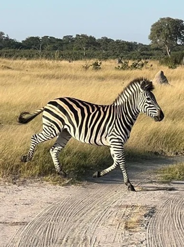 Africa  - Zebra