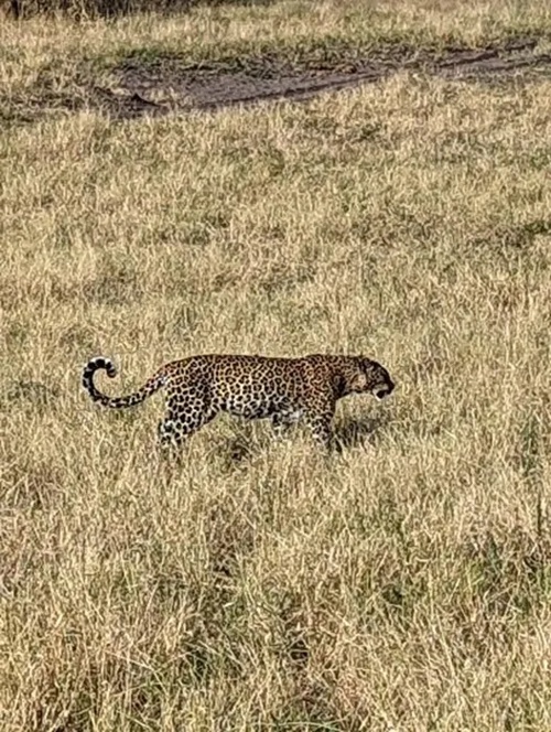 Africa  - Leopard