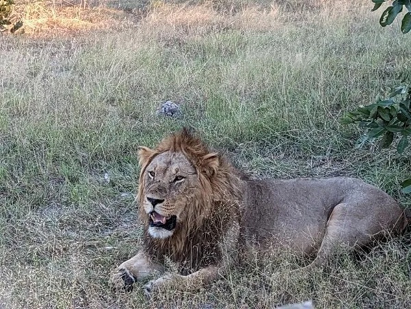 Africa - Lion