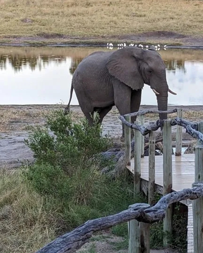 Elephant outside Somalisa Camp