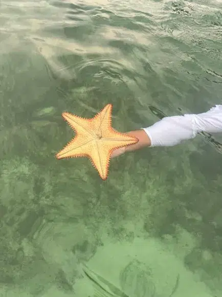 Starfish at Royal Island 