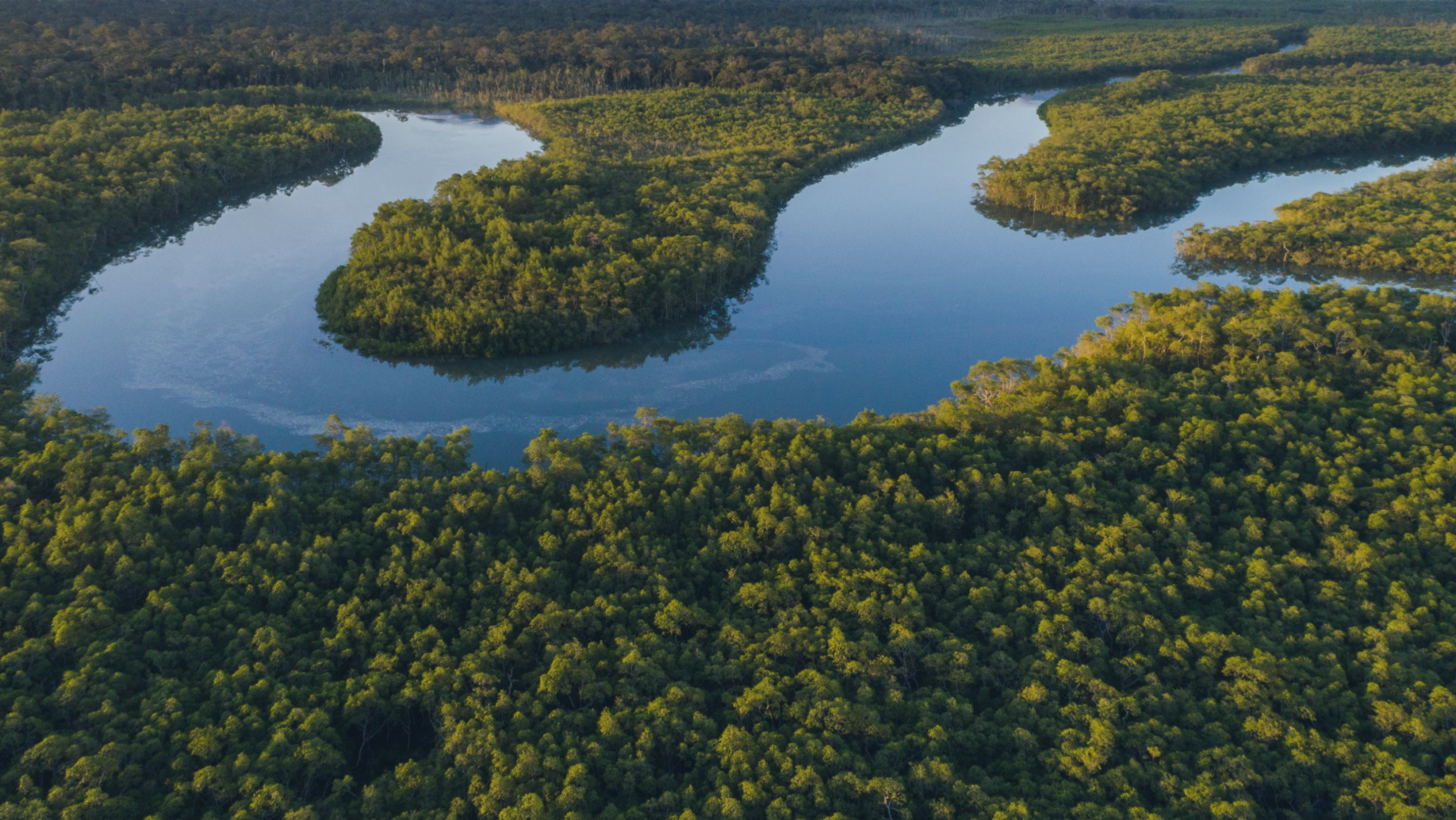 Picturesque river flowing through a dense and lush green landscape