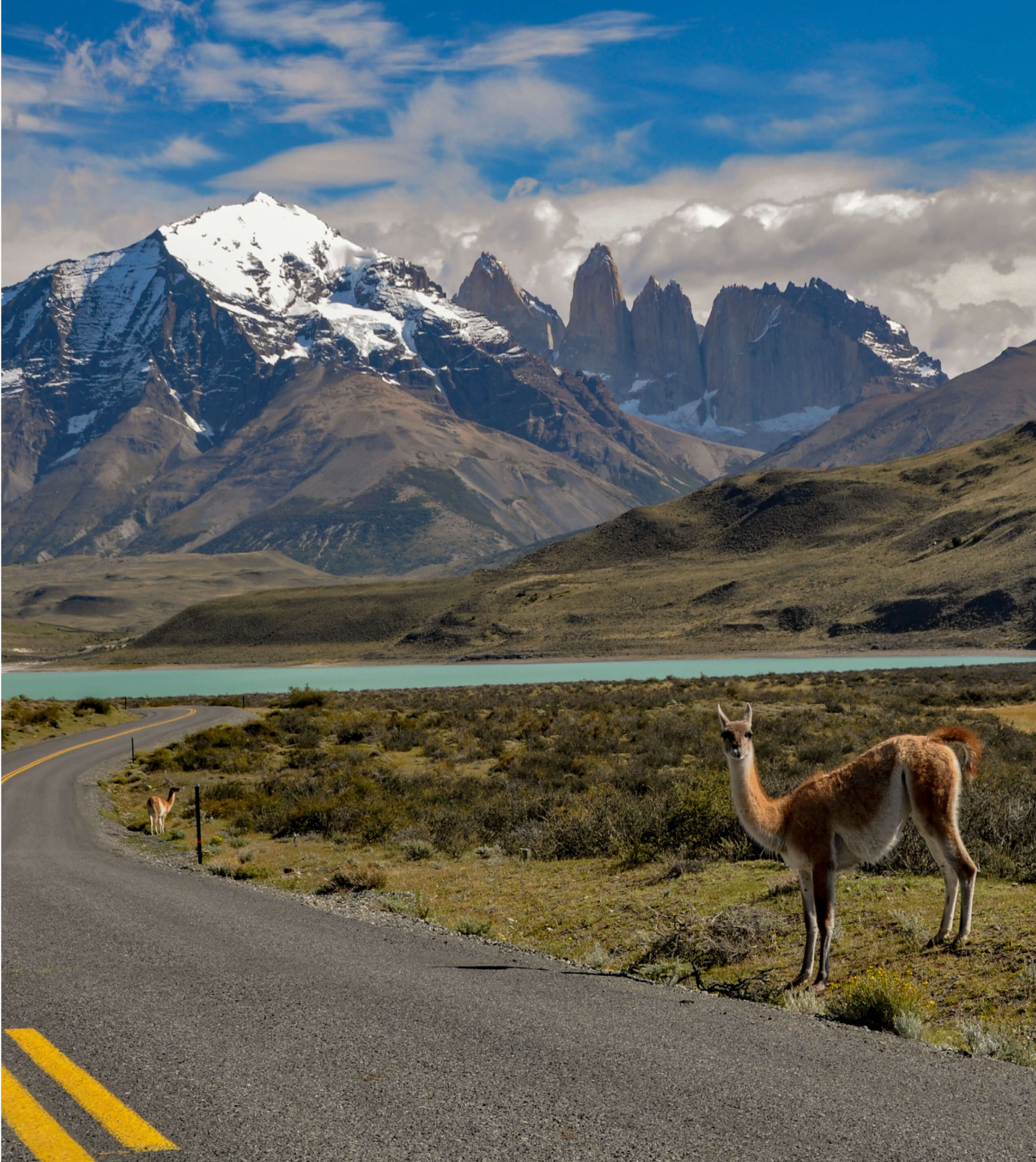 Lamma standing near a scenic winding road with a turquoise lake and mountain range in the distance, showcasing the stunning outdoor landscape of Chile 