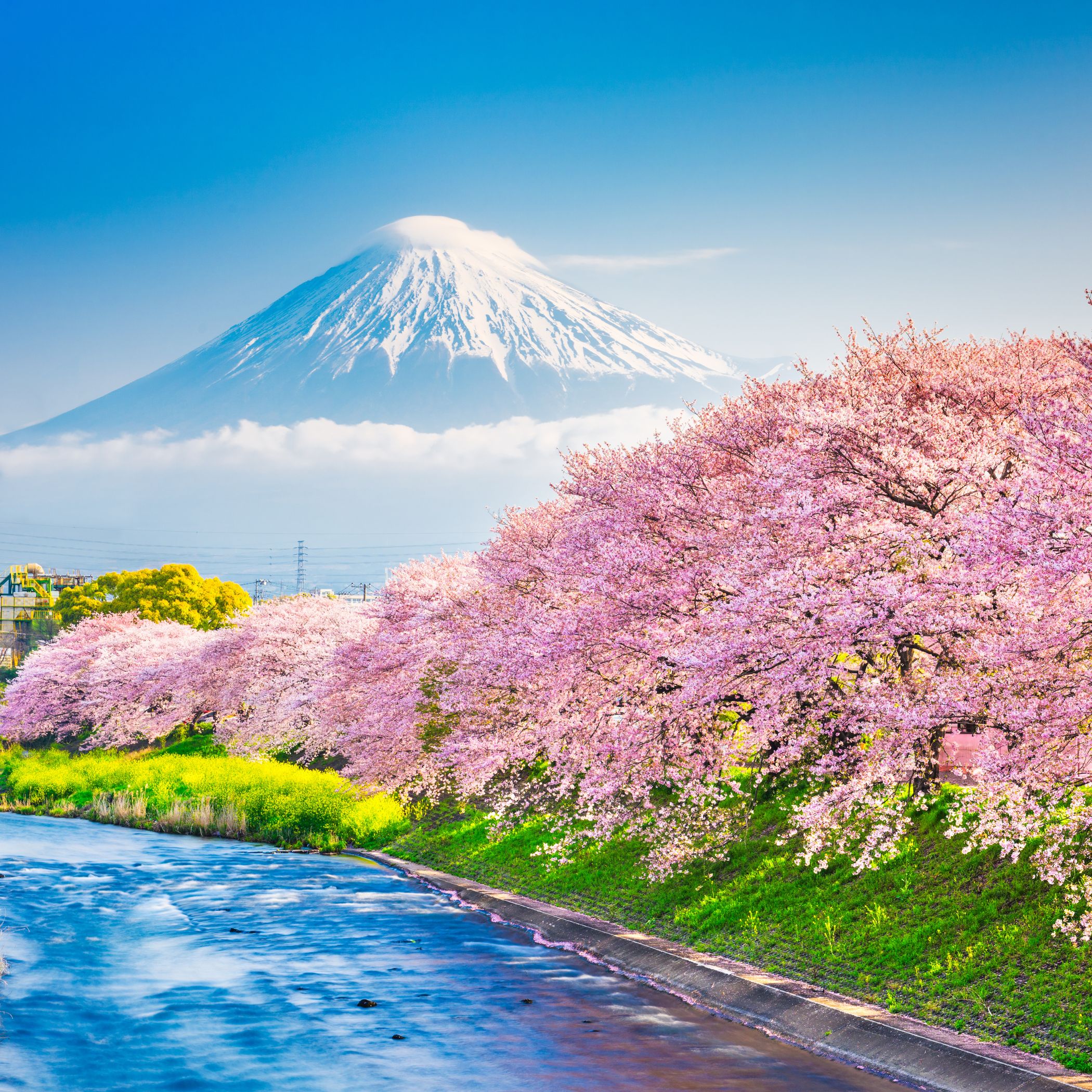 Cherry blossom tree with a snow-capped mountain in the background, highlighting the beauty of spring in Japan, near Kyoto's gardens and historic thatched-roof villages 